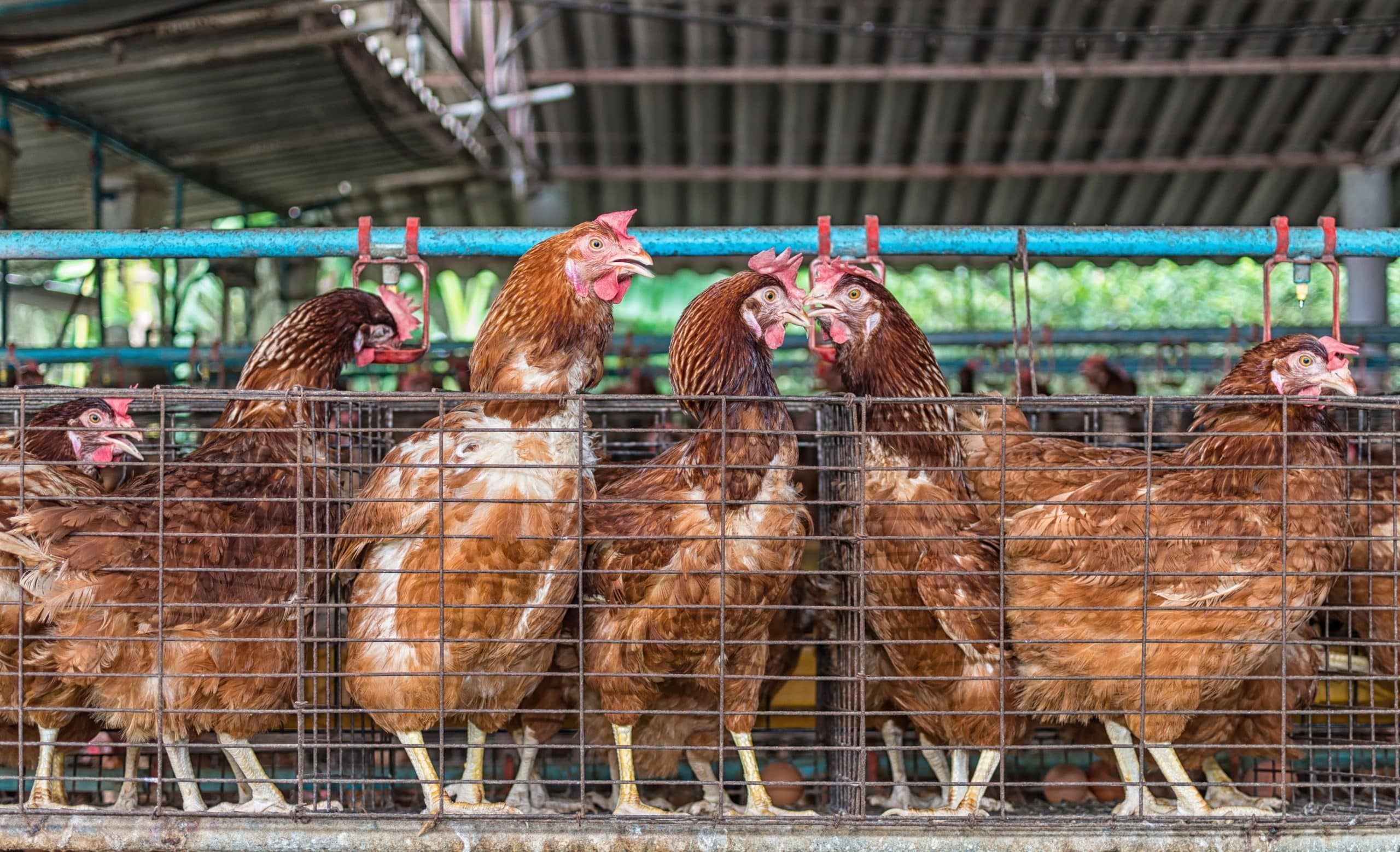 egg chicken farm