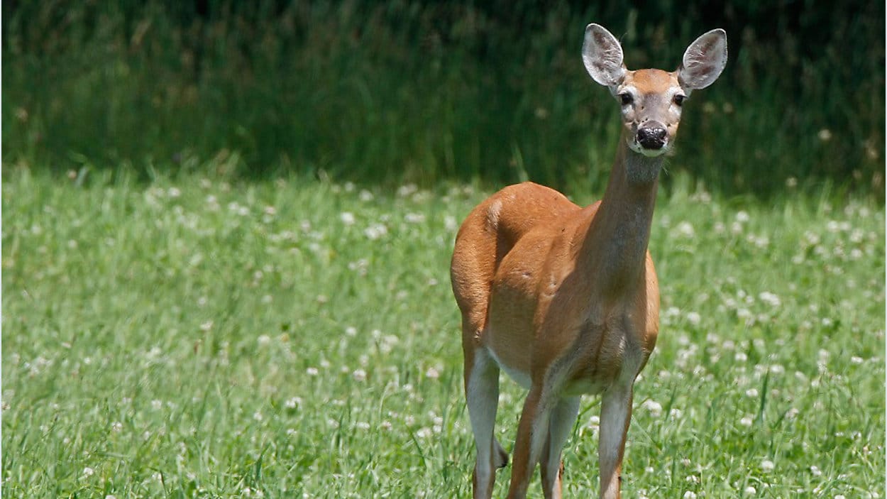 Kentucky Transportation Cabinet kicks off Antler Alert campaign. (File Photo)